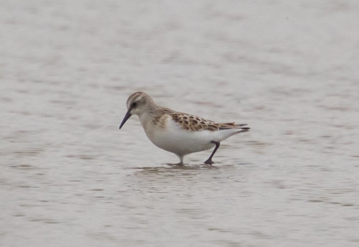 Little Stint