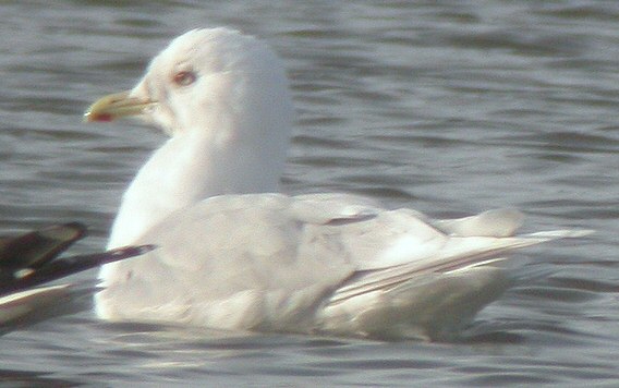 Iceland Gull