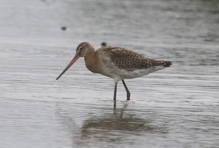 Continental Black-tailed Godwit