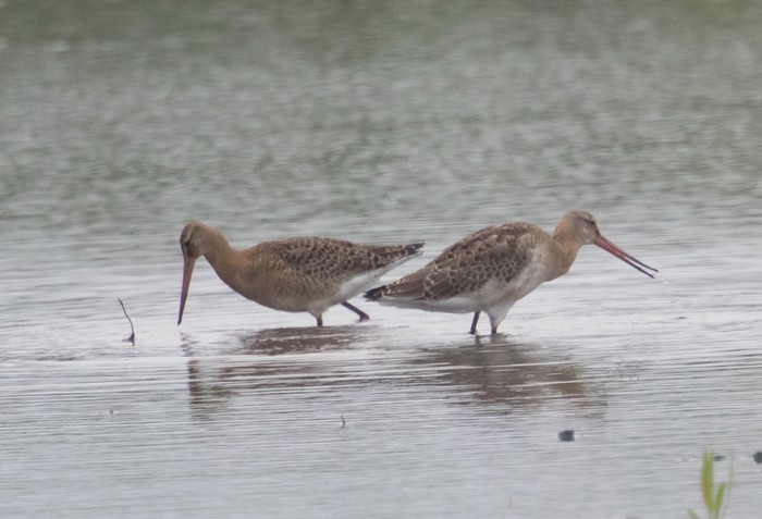 Continental Black-tailed Godwit