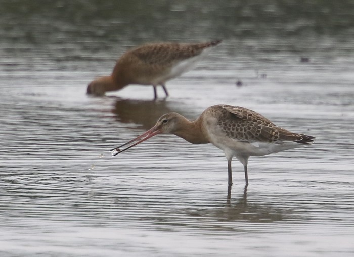 Continental Black-tailed Godwit