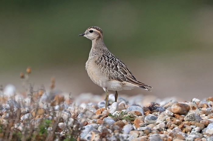 Dotterel