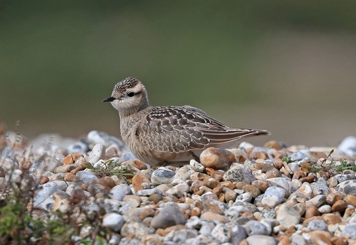 Dotterel