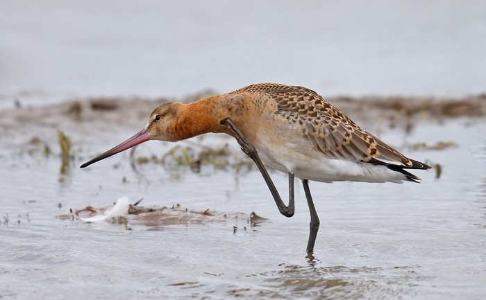 Black-tailed Godwit