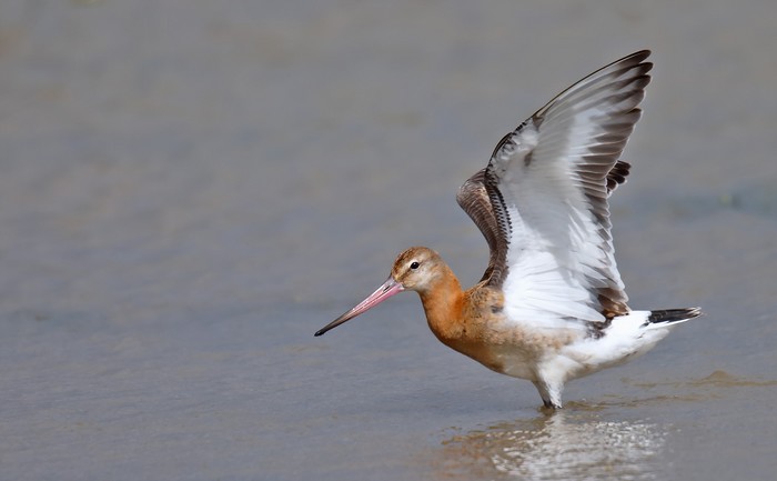 Black-tailed Godwit