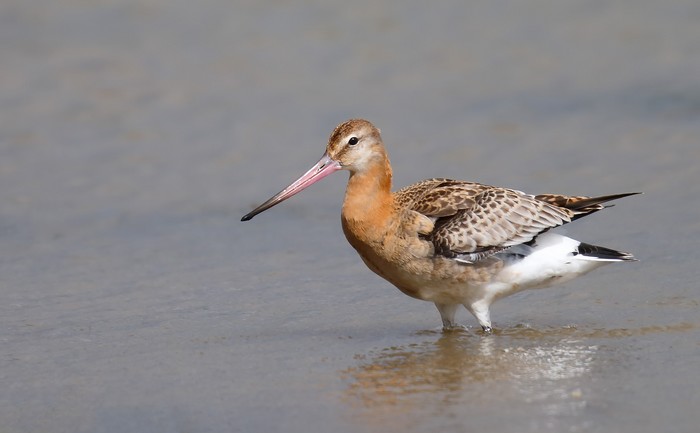 Black-tailed Godwit