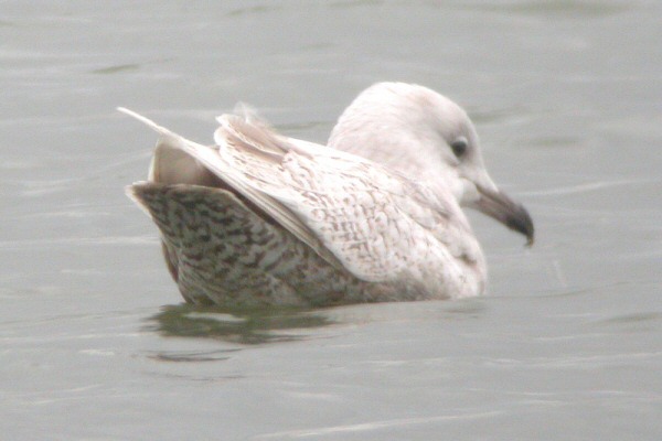 Iceland Gull