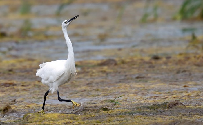 Little Egret
