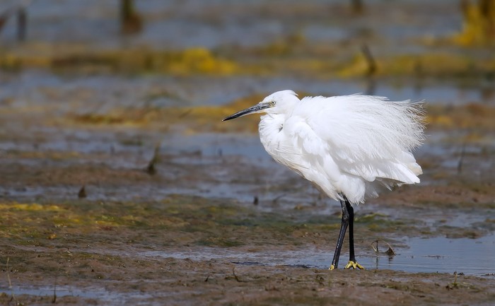 Little Egret