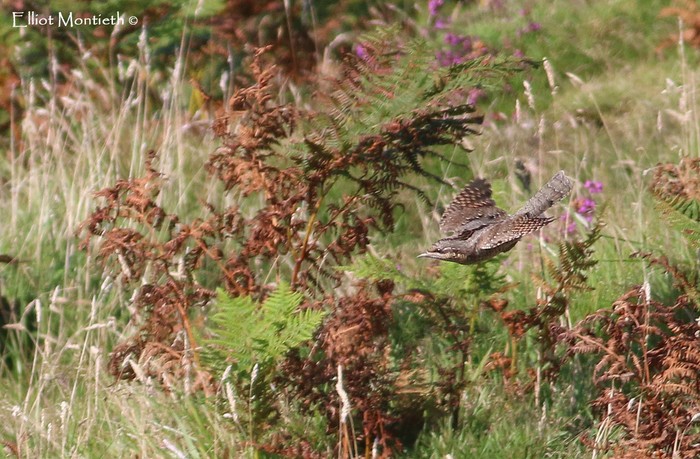 Wryneck