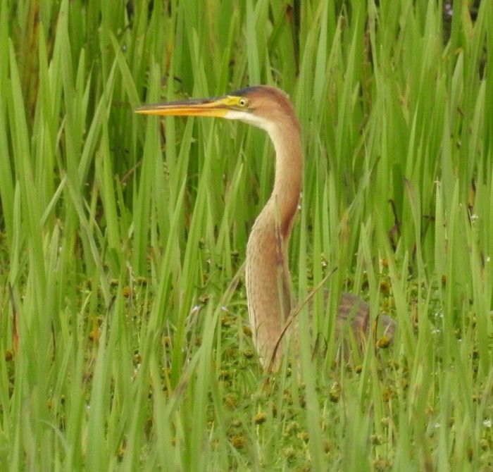 Purple Heron