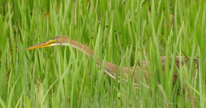 Purple Heron