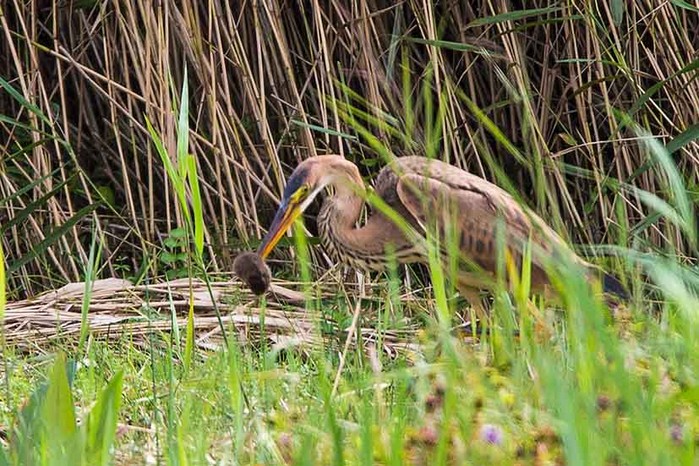 Purple Heron