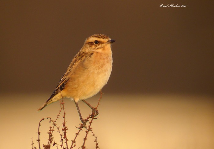 Whinchat