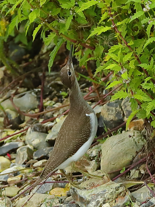 Common Sandpiper