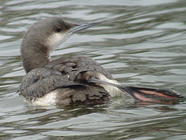 Black-throated Diver