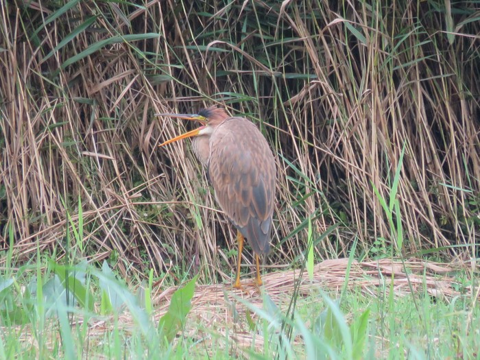 Purple Heron