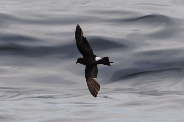 Wilson's Petrel