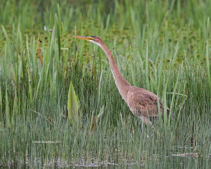 Purple Heron