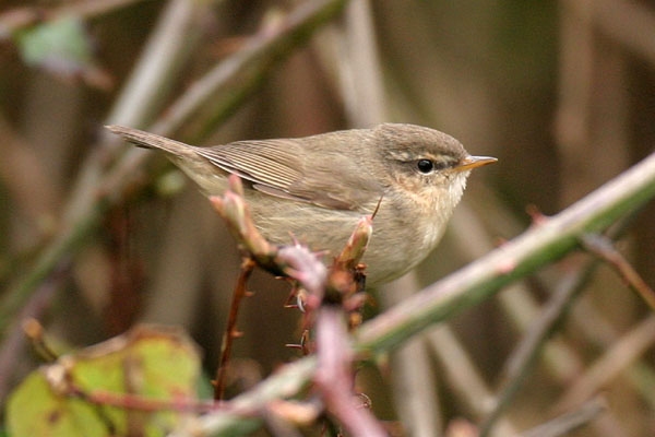 Dusky Warbler