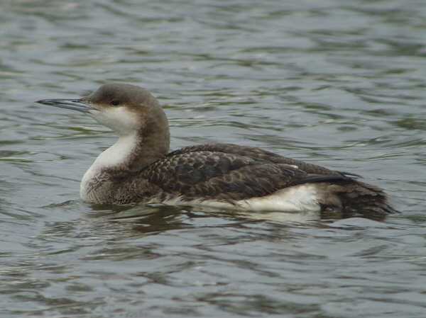 Black-throated Diver