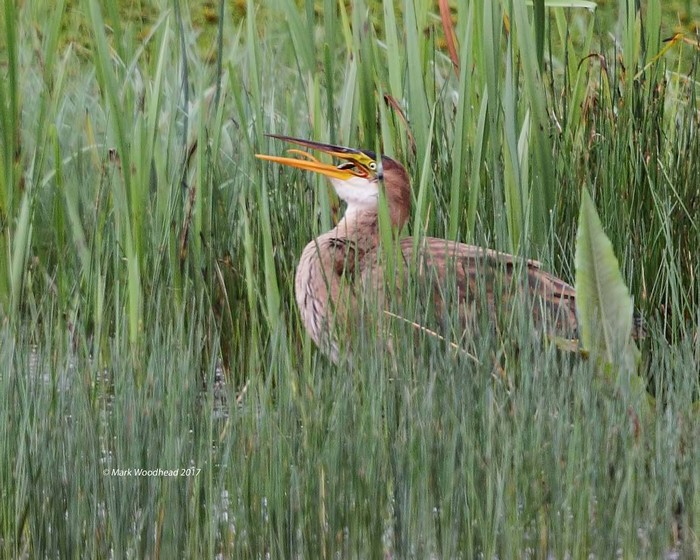Purple Heron