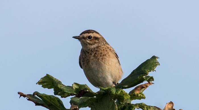 Whinchat