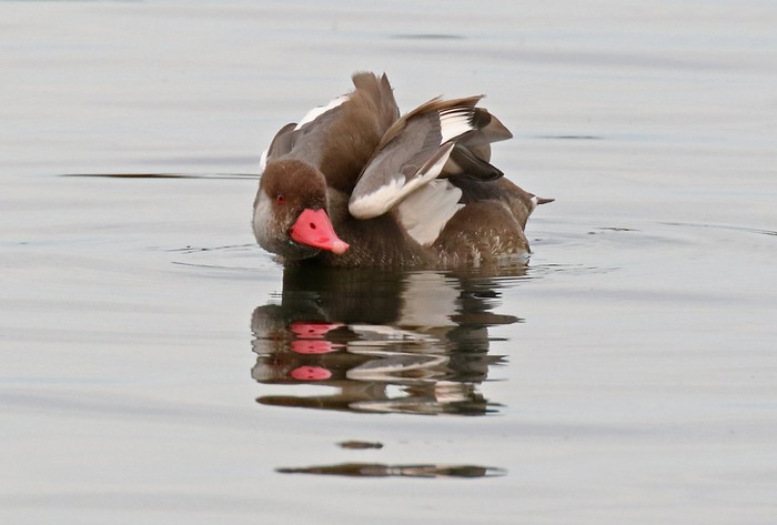 Red-crested Pochard