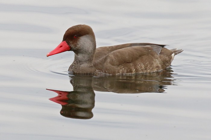 Red-crested Pochard