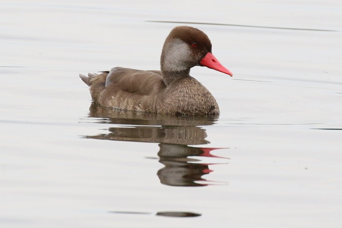 Red-crested Pochard