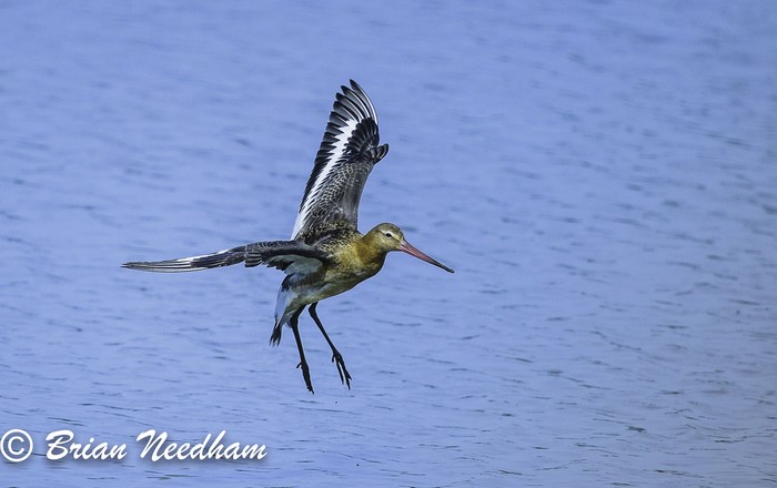 Black-tailed Godwit