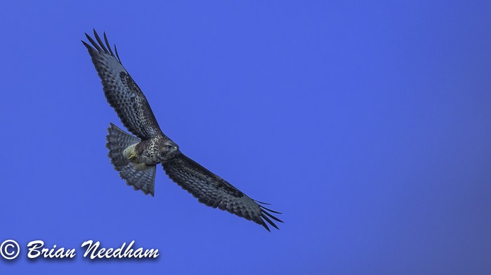 Buzzard