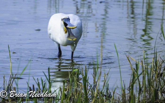 Spoonbill