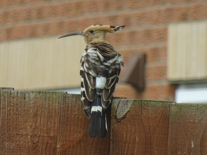 Hoopoe