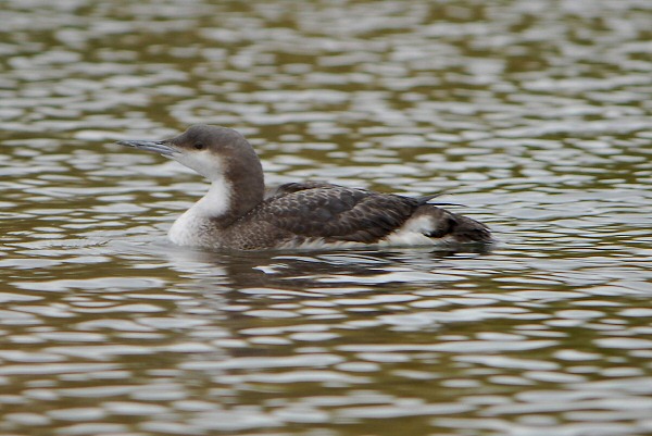 Black-throated Diver