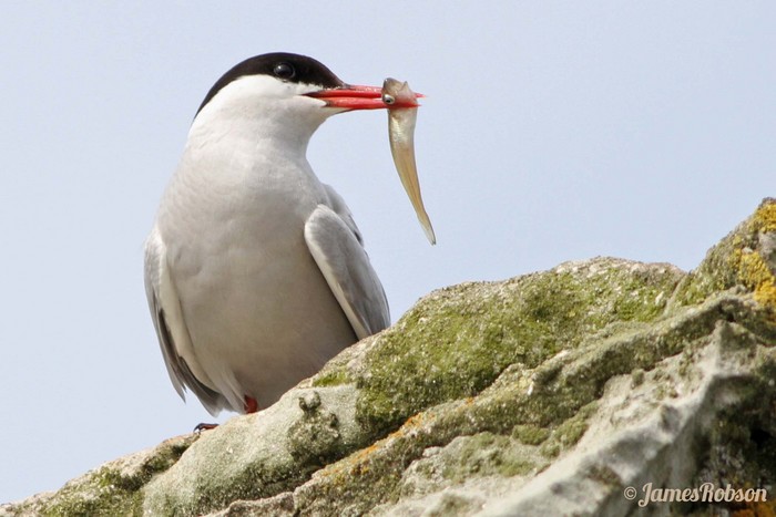 Arctic Tern