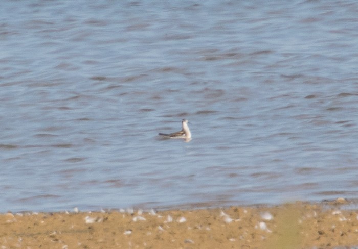 Red-necked Phalarope