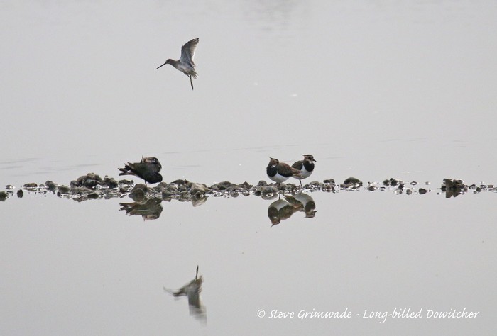 Long-billed Dowitcher