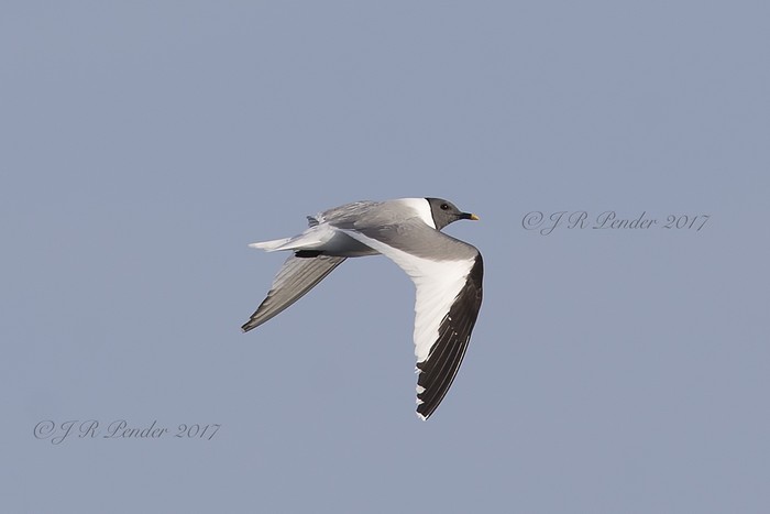 Sabine's Gull