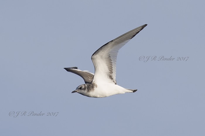 Sabine's Gull
