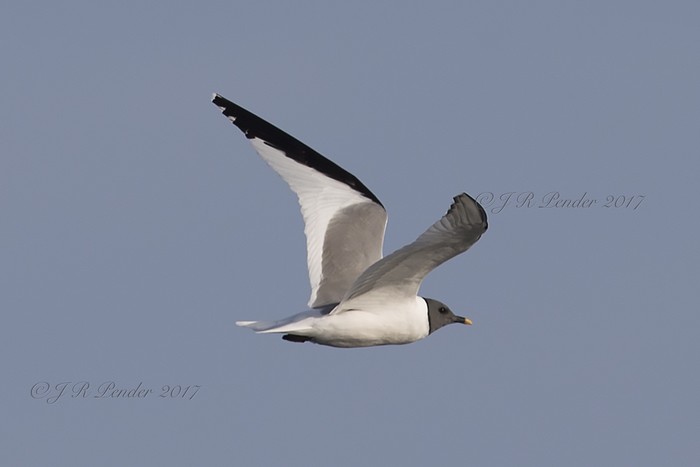 Sabine's Gull