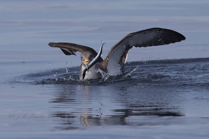 Cory's Shearwater