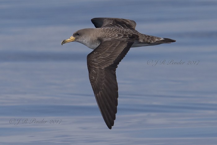 Cory's Shearwater