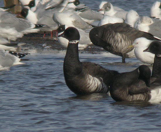 Black Brant