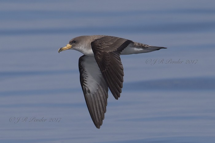 Cory's Shearwater