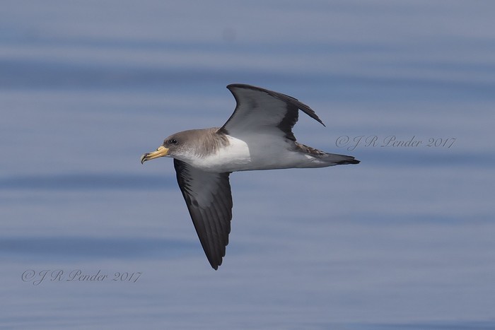 Cory's Shearwater