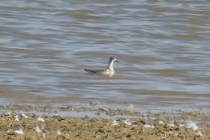 Red-necked Phalarope