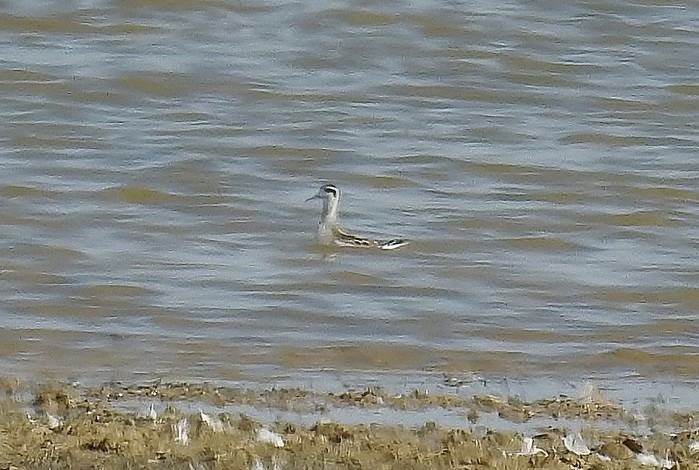 Red-necked Phalarope