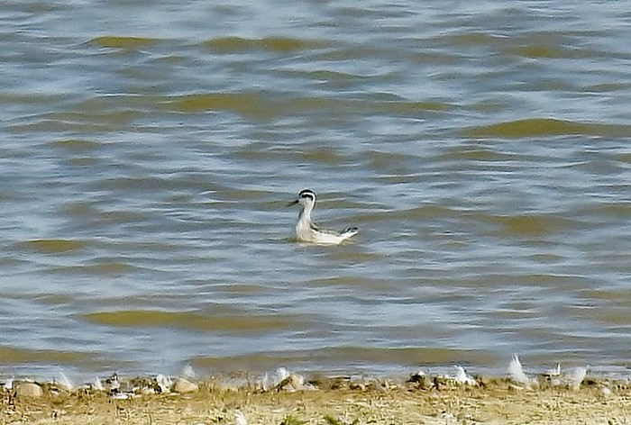 Red-necked Phalarope