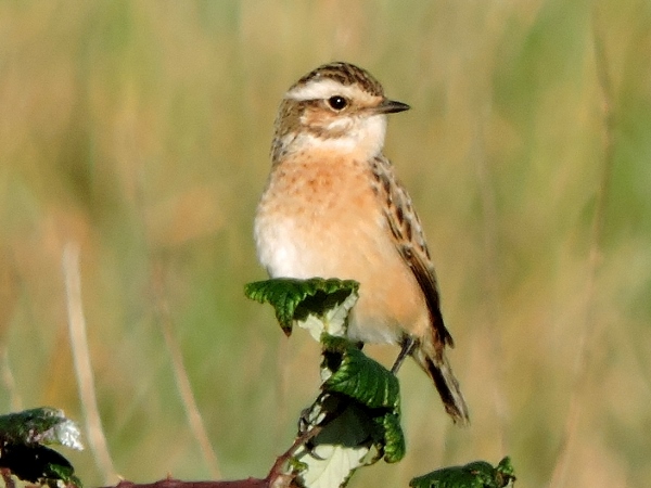 Whinchat
